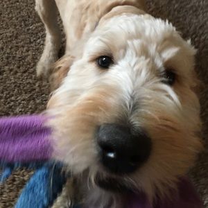 Meet your Posher, Brett